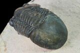 Paralejurus Trilobite From Morocco - Check Out The Eye Facets #171497-3